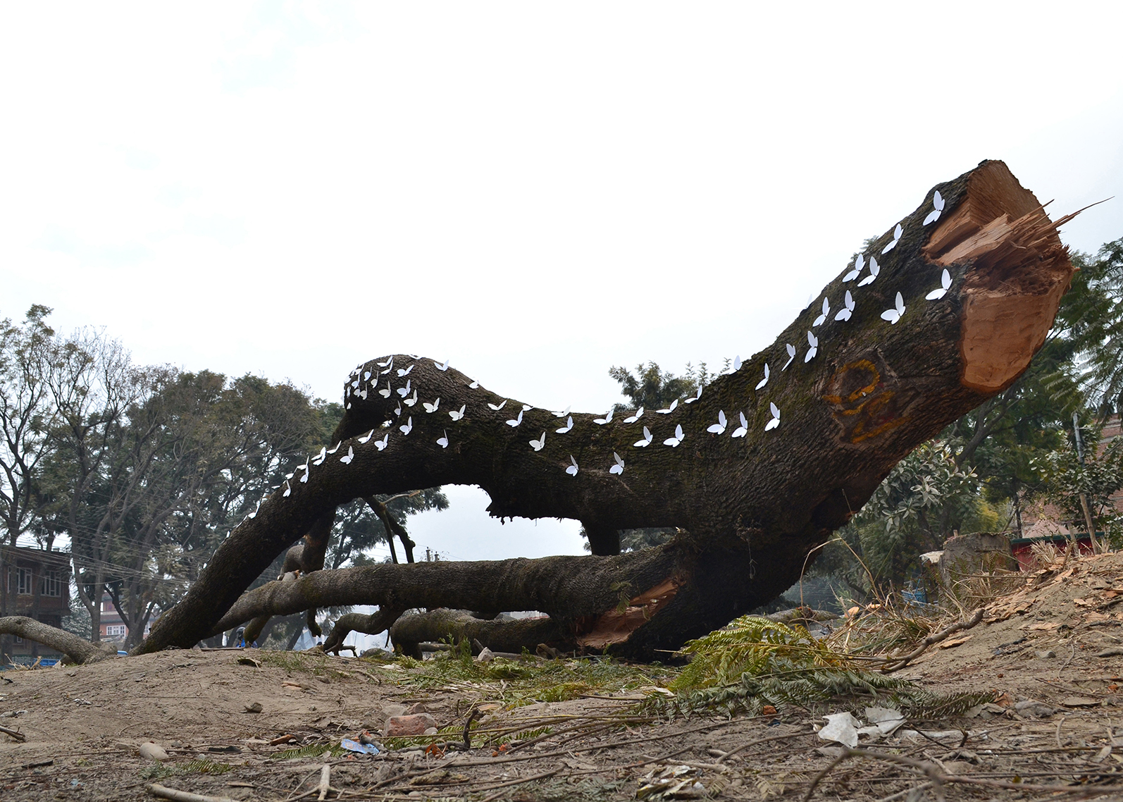 a huge tree was cut and fallen on the ground with a number of paper-cut white butterflies placed on its side